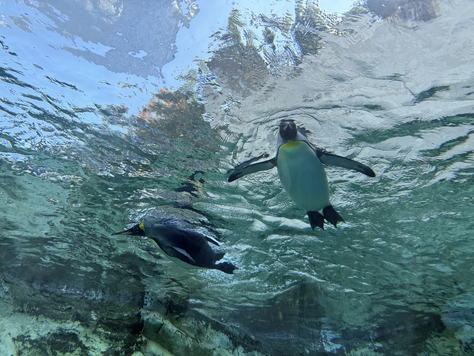 水中を泳ぐペンギンを下から見上げた眺め。水面と腹側が見える