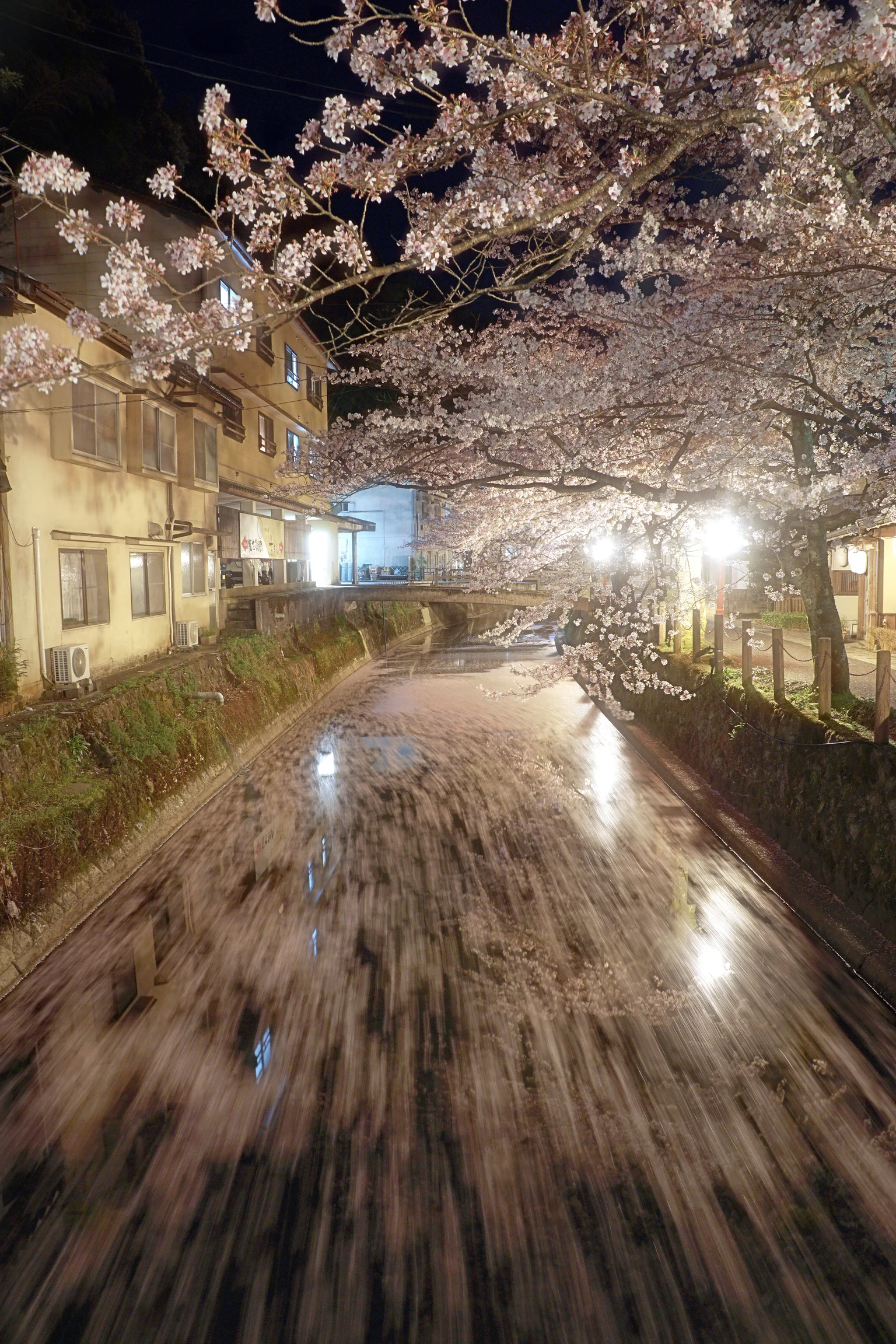 桜の花びらが流れる城崎温泉の川に沿って建物が並び、写真右側には柵のある通りが延びている