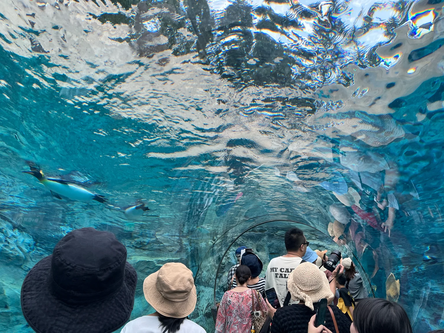 ぺんぎん館の水中トンネルに立つ来園者と、その上を泳ぐペンギン