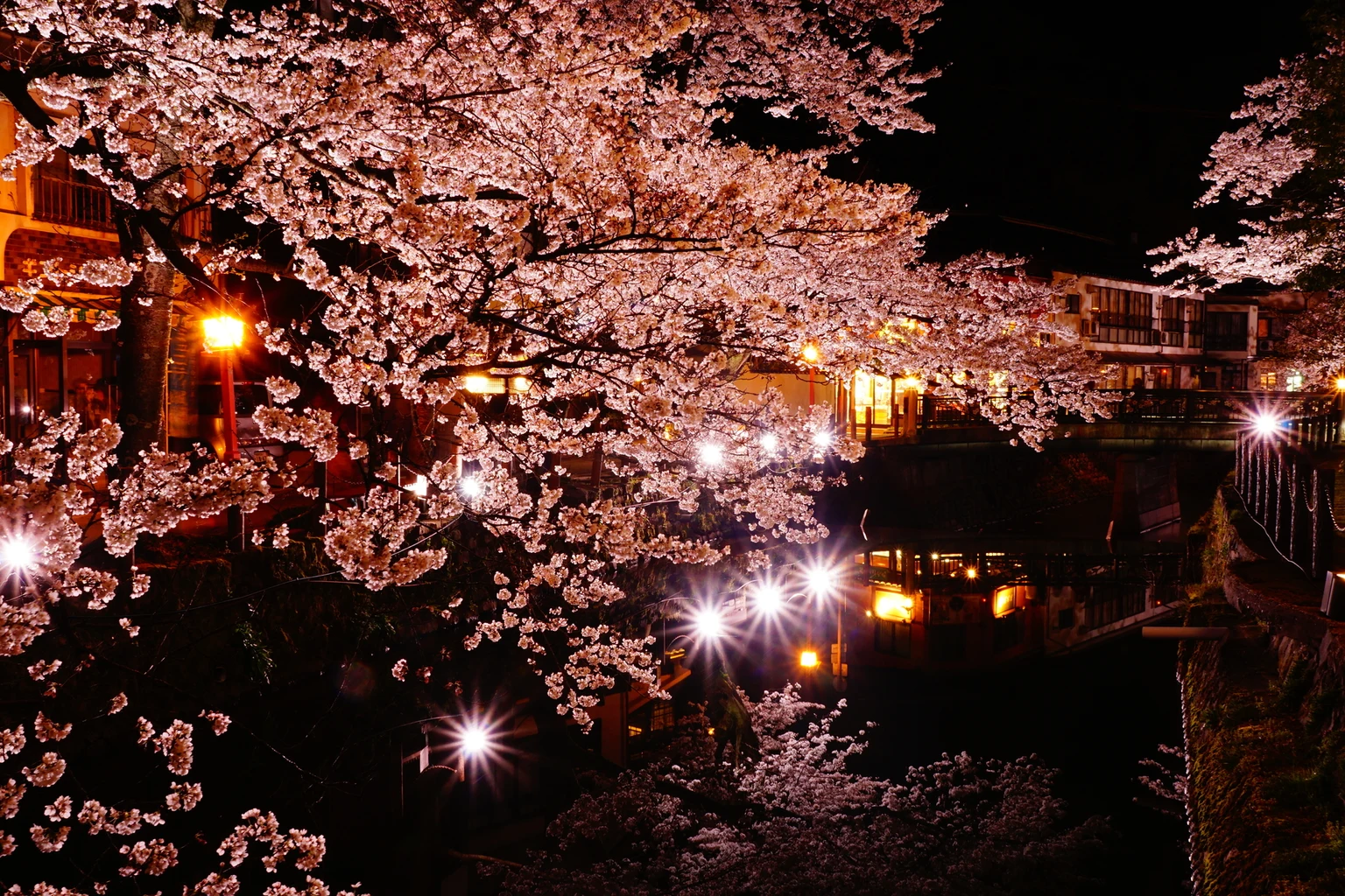 夜桜に照らされた城崎温泉の川沿いに建物と通り、橋が連なり、水面に明かりが映っている